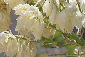white yucca flowers on a background of green leaves in the garden