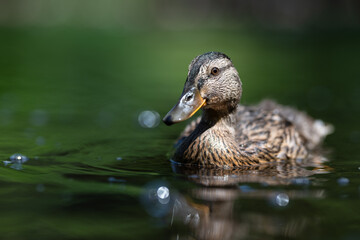 Close-up of young mallard duck swiming on the pond