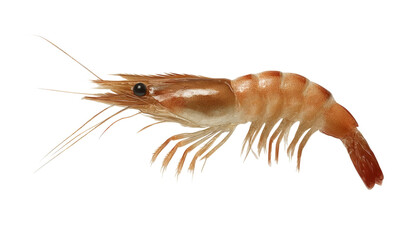 [Transparent Background PNG]Fresh Shrimp Closeup Image