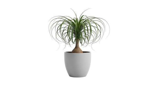 A stylish ponytail palm displays slender green leaves in a sleek white pot for interior decor use.