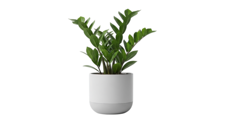 A vibrant ZZ plant, potted in a sleek white cylindrical container on a stark black background.