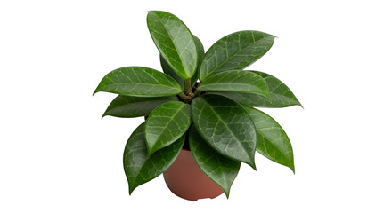 Obraz premium Bright green Pilea peperomioides, coin plant, growing in a white pot against a black background.