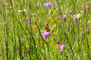 small tortoiseshell butterfly Aglais urticae sitting on a knautia arvensis in alpine meadow