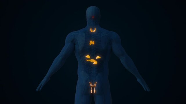 Male Endocrine Glands Controlling Hormone Secretion