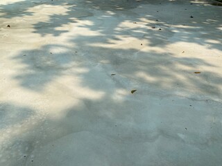 Tree shadow on a concrete background.