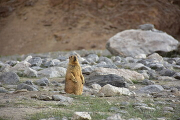 marmot