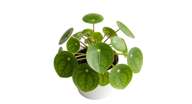 Overhead view shows a fresh Pilea peperomioides in a white pot against a stark, solid black