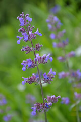  Nepeta - or catmint ‘ Walker’s Low’ blooming stem with flowers against natural green blurred background .Growing flowers, gardening concept.Free copy space.