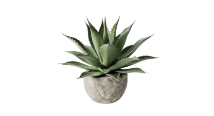 Symmetrical agave plant with spiked leaves centered in a textured grey pot against black backdrop.