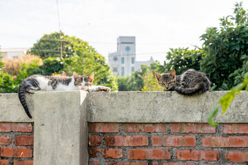 A stray cat roams freely through the nostalgic alleyways of a Taiwanese military dependents’...