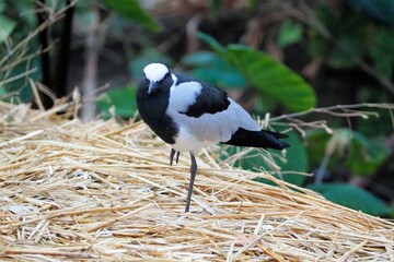 シロクロゲリ