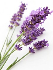 Obraz premium Close-up of lavender flowers on a white background