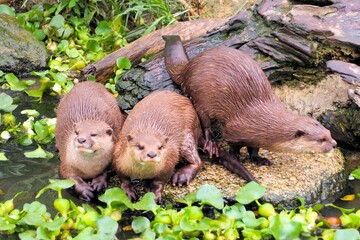 コツメカワウソ