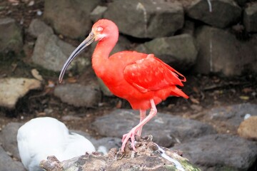 ショウジョウトキ