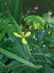 A delicate yellow flower blooms among broad green tropical leaves, adding a bright touch of beauty...