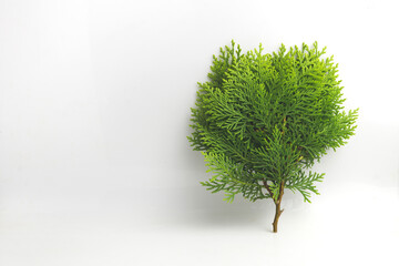 Close-up of a lush green conifer branch, positioned on a pristine white background. Ideal for botanical, nature, or background design concepts.