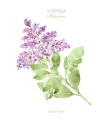 watercolor Syringa blooming branch. isolated watercolour painting flowering woody plant lilac