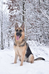 german shepherd dog in snow