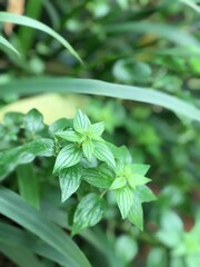 Symmetrical wild leaves thrive in tropical settings, forming lush green clusters with natural elegance and fresh energy ideal for nature-themed design.