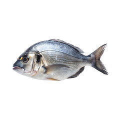 Obraz premium Fresh sea bream fish isolated on a transparent background