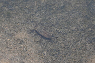 Water scorpions. Nepidae is a family of aquatic Heteropteran insects in the order Hemiptera. Its called water scorpion for their superficial resemblance to scorpions. Needle bugs or water stick insect
