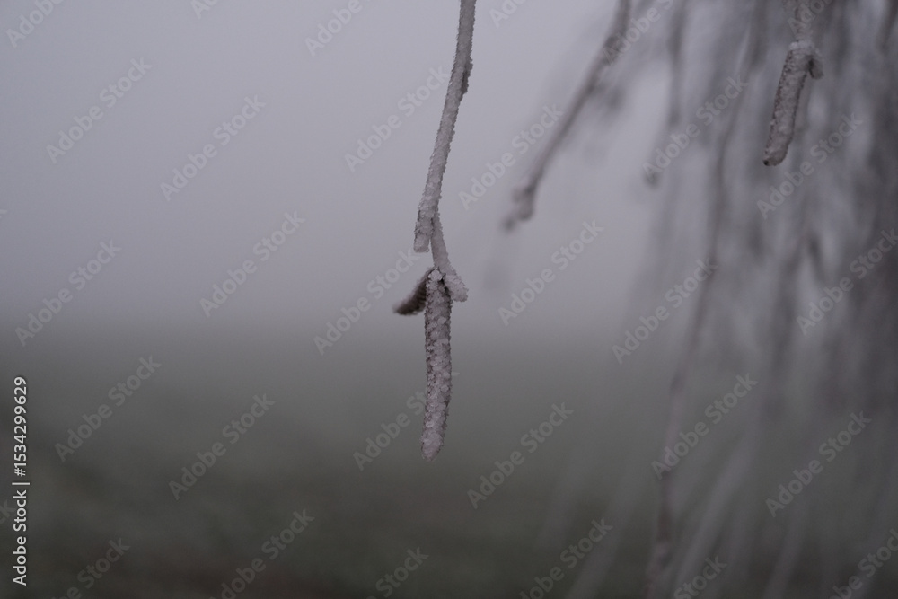 Poster a branch with ice on it is shown in a foggy field