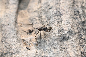 Water scorpions. Nepidae is a family of aquatic Heteropteran insects in the order Hemiptera. Its called water scorpion for their superficial resemblance to scorpions. Needle bugs or water stick insect