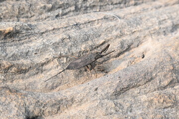 Water scorpions. Nepidae is a family of aquatic Heteropteran insects in the order Hemiptera. Its called water scorpion for their superficial resemblance to scorpions. Needle bugs or water stick insect