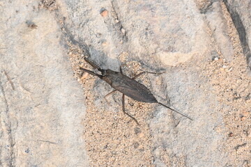 Water scorpions. Nepidae is a family of aquatic Heteropteran insects in the order Hemiptera. Its called water scorpion for their superficial resemblance to scorpions. Needle bugs or water stick insect