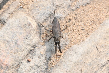 Water scorpions. Nepidae is a family of aquatic Heteropteran insects in the order Hemiptera. Its called water scorpion for their superficial resemblance to scorpions. Needle bugs or water stick insect
