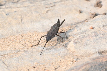 Water scorpions. Nepidae is a family of aquatic Heteropteran insects in the order Hemiptera....