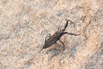 Water scorpions. Nepidae is a family of aquatic Heteropteran insects in the order Hemiptera....