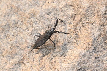Water scorpions. Nepidae is a family of aquatic Heteropteran insects in the order Hemiptera....