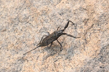 Water scorpions. Nepidae is a family of aquatic Heteropteran insects in the order Hemiptera. Its called water scorpion for their superficial resemblance to scorpions. Needle bugs or water stick insect
