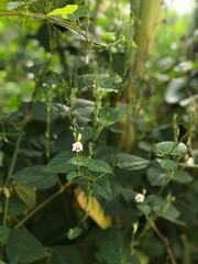 Delicate wild blooms emerge from a lush green backdrop, evoking serenity, subtle charm, and the quiet poetry of nature’s untouched corners.
