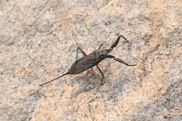 Water scorpions. Nepidae is a family of aquatic Heteropteran insects in the order Hemiptera. Its called water scorpion for their superficial resemblance to scorpions. Needle bugs or water stick insect