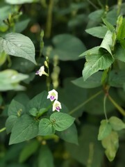 Delicate wild blooms emerge from a lush green backdrop, evoking serenity, subtle charm, and the quiet poetry of nature’s untouched corners.
