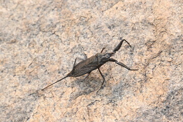 Water scorpions. Nepidae is a family of aquatic Heteropteran insects in the order Hemiptera. Its called water scorpion for their superficial resemblance to scorpions. Needle bugs or water stick insect