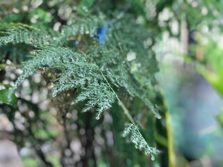 Delicate fern leaves hold drops of rain like whispered secrets of the forest. Soft, calm, and endlessly graceful in green’s embrace.