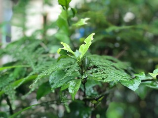 A fresh young leaf rises from the heart of older greens, vivid and hopeful, it stretches upward, catching the morning’s quiet blessing.