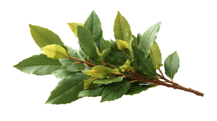 Obraz premium [Transparent Background PNG]Fresh Bay Leaves Bunch Isolated on White