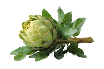 Obraz premium [Transparent Background PNG]Fresh Green Artichoke with Leaves on White Background