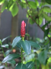 Rising tall like a flame, the red flower bud stands proud, glowing with life amid lush green — a bold accent in nature’s quiet jungle.