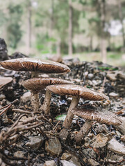 mushrooms in the forest