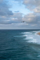 Seagull flying above ocean waves at beach