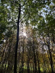 sun shining through trees
