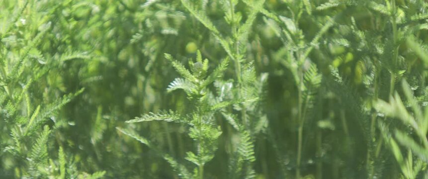 Immature plant of Achillea millefolium 4K anamorphic video
