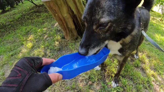 POV: Dog drinking water from portable dog drinker in woman hand in park.