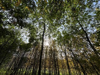 sun shining through trees