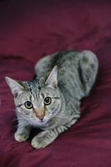 Playful tabby cat lounging on a bed with a rich maroon comforter in a cozy indoor environment